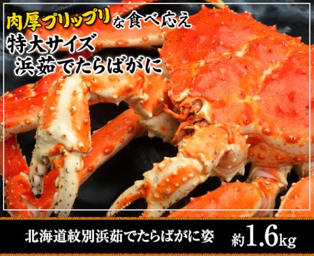 かに本舗：北海道紋別浜茹でたらば蟹姿 約１.６kg