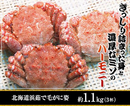 かに本舗：北海道浜茹で毛蟹姿約 １.１kg（３杯）
